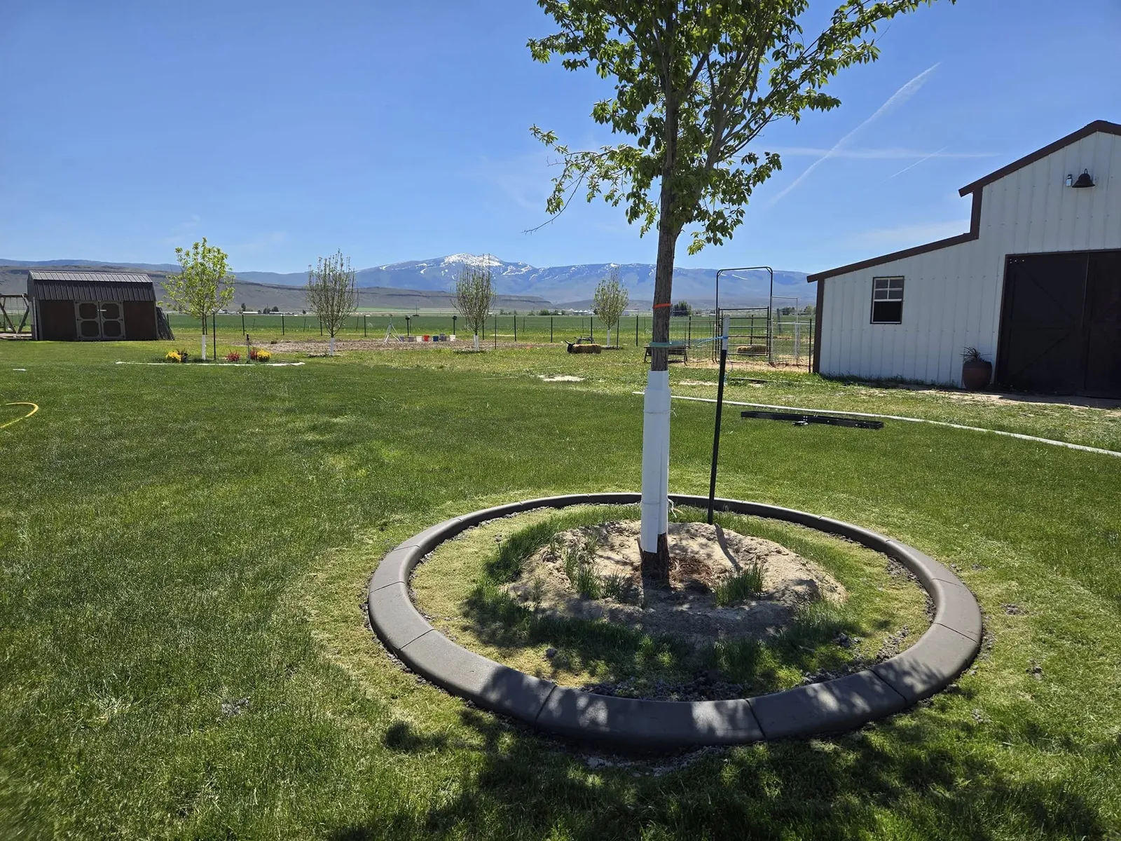A complete round concrete ring encloses a young tree in an established lawn.