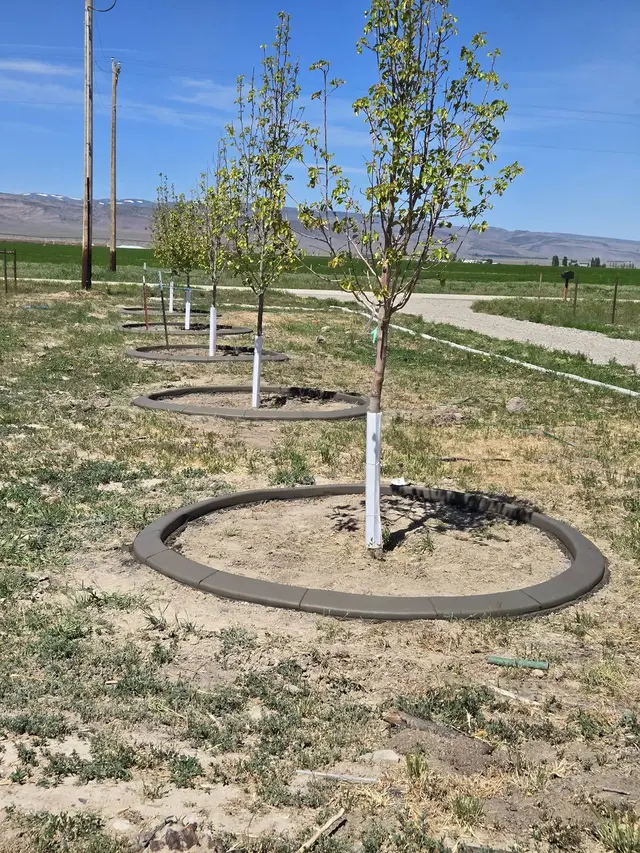 Several circular concrete rings recede along a line of young trees.