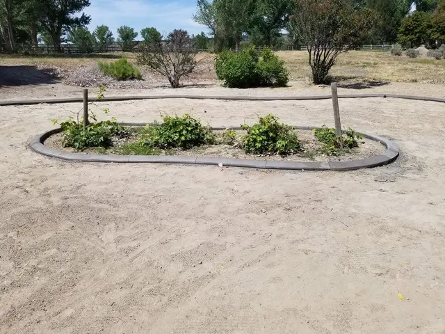 A gray oval border encloses a small planted island with young trees and low plants.