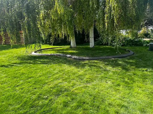 Mature birches inside an oval dark curb ring in a broad green lawn.